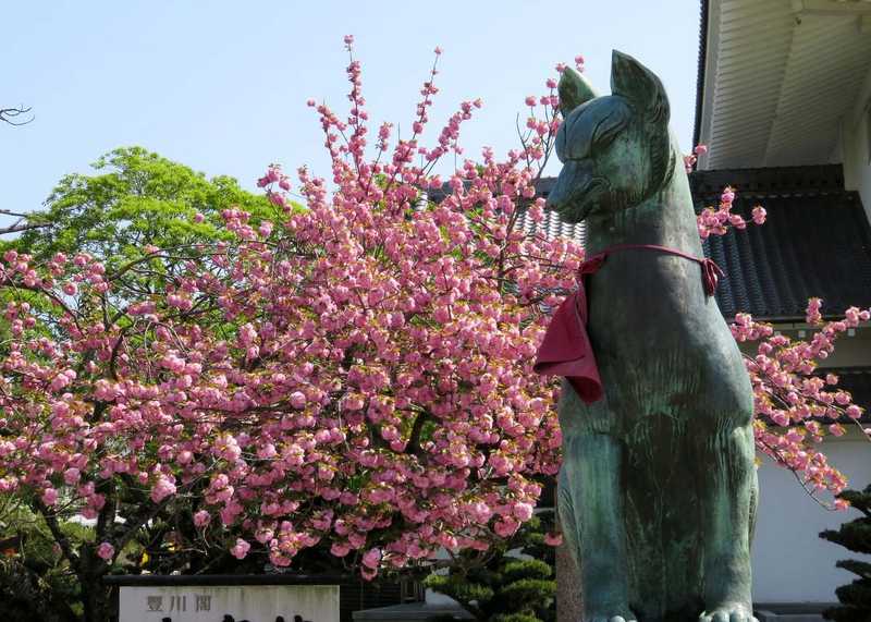 8725df038a5206969271361cba2021a2 Toyokawa Inari Shrine